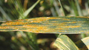 Stripe Rust - Wheat